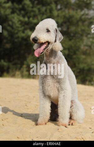 Assis Bedlington Terrier Banque D'Images