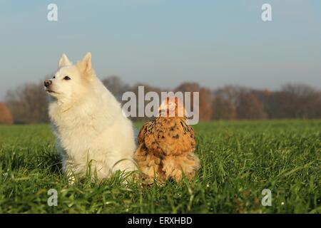 chien et poulet Banque D'Images