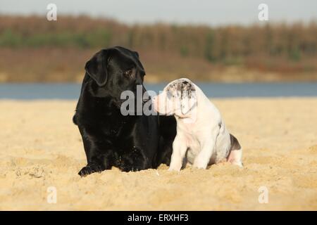 2 chiens Banque D'Images