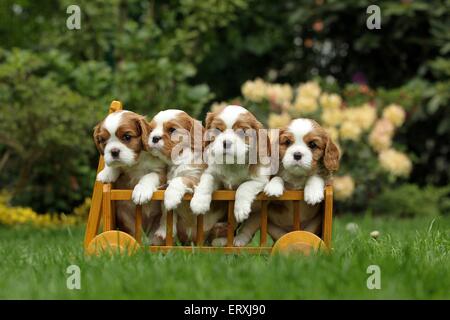 Cavalier King Charles Spaniel Puppies Banque D'Images