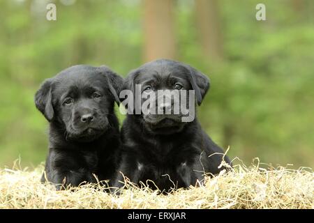 Labrador Retriever Puppies Banque D'Images