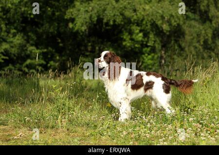 L'article English Springer Spaniel Banque D'Images