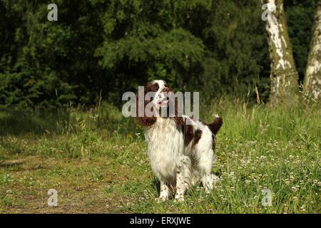 L'article English Springer Spaniel Banque D'Images