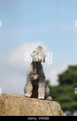 Assis Bedlington Terrier Banque D'Images