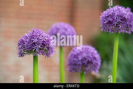 L'allium globemaster fleurs dans un jardin anglais Banque D'Images