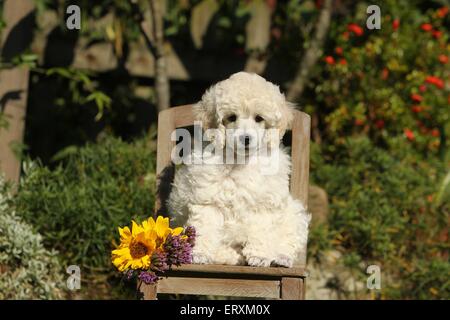 Chiot caniche standard Banque D'Images