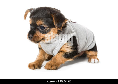 Petit chiot Yorkshire Terrier, isolated on white Banque D'Images