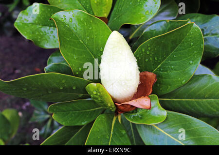 Magnolia flower bud Banque D'Images