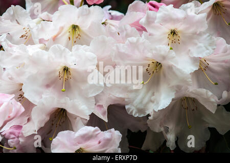 Rhododendron blanc fleurs en pleine floraison. Banque D'Images