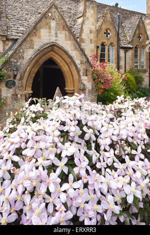 Le printemps dans les Cotswolds - Clematis floraison à l'extérieur de l'ancienne École de la ville de Cotswolds Gloucestershire Cheltenham, UK Banque D'Images