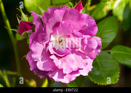 Rhapsody in Blue purple rose irisé foisonnent dans le ressort (close-up) Banque D'Images