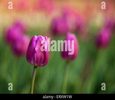 Tulipes roses en fleurs dans un jardin Banque D'Images