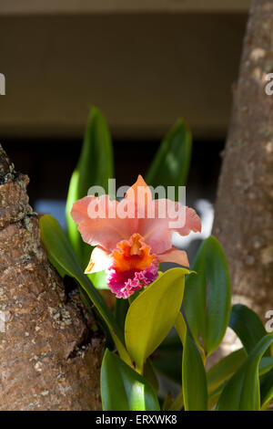 Cattleya orchid blossom, Maui, Hawaii. Banque D'Images