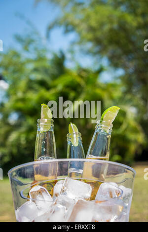 Les bouteilles de bière avec des tranches de citron vert dans un seau à glace dans l'environnement tropical Banque D'Images