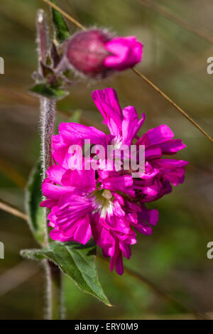 Forme de la fleur double red campion, Silene dioica 'Flore Pleno'. Banque D'Images