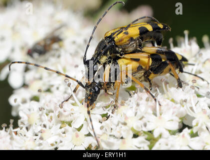 Les coléoptères longicorne noir et jaune (Rutpela maculate) l'accouplement sur une berce du Caucase (Heracleum sphondylium) capitule. Bedgebury Forêt, Kent, UK. Banque D'Images