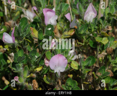 Common restharrow (Ononis repens) croissant sur sol très pauvre en derrière la plage de galets. Réserve naturelle de Rye Harbour. Le seigle, Sussex, UK Banque D'Images