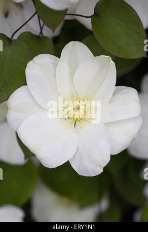 Large White clematis flower. Banque D'Images