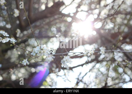 De fleurs blanches apparaissent en face de la lumière du soleil, qui déverse à travers les branches d'arbre. Banque D'Images