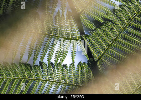 Close-up d'une fronde de fougère dans la région de Kells Bay Gardens à Cahersiveen, comté de Kerry, Irlande Banque D'Images