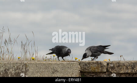Les choucas - Corvus monedula - manger des fourmis en haut d'un mur extérieur du château de Stirling, Écosse Banque D'Images