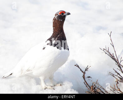 Lagopède mâle en hiver plummage de neige. Banque D'Images