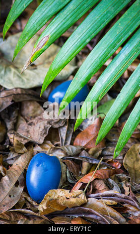 Blue fruit de la prune (Casoar92 floribunda) sur le sol dans une forêt tropicale, région de Daintree, Queensland, Australie Banque D'Images