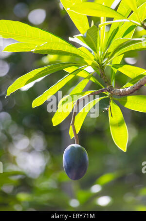 Blue fruit de la prune (Casoar92 floribunda), de la région de Daintree, Queensland, Australie Banque D'Images