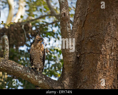 Variable Hawk Eagle (Spizaetus cirrhatus), Guatemala City National Park, Karnataka, Inde Banque D'Images