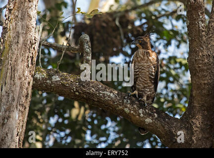 Variable Hawk Eagle (Spizaetus cirrhatus), Guatemala City National Park, Karnataka, Inde Banque D'Images