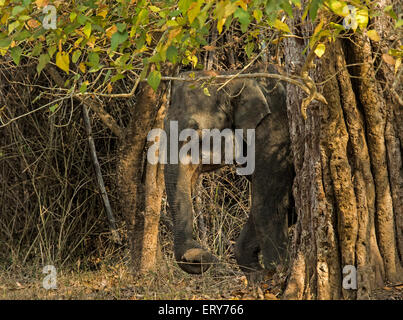 L'éléphant d'Asie (Elephas maximus maximus) dans Guatemala City National Park, Karnataka, Inde Banque D'Images