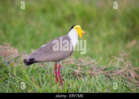Le nord de la race d'hommes masqués sociable (Vanellus miles miles), la région de Daintree, Queensland, Australie Banque D'Images