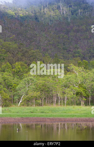 Hasties Swamp avec collines boisées en arrière-plan, Atherton Tablelands, Queensland, Australie Banque D'Images