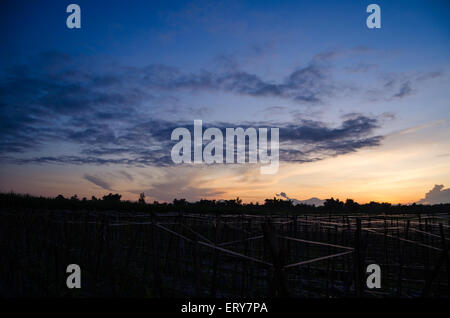 Lever du soleil sur le domaine de tulungagung, East Java Indonésie Banque D'Images