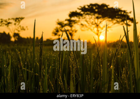 Le soleil du matin dans les champs de riz de rosée Banque D'Images