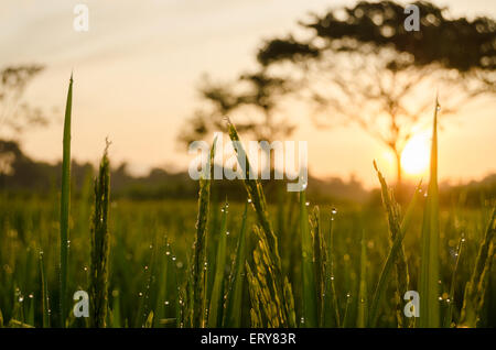 Le soleil du matin dans les champs de riz de rosée Banque D'Images