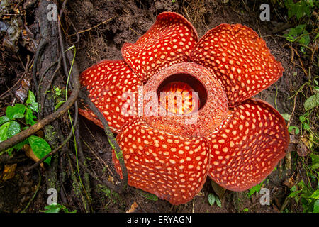 Rafflesia, la plus grande fleur du monde , Sumatra, Indonésie Banque D'Images