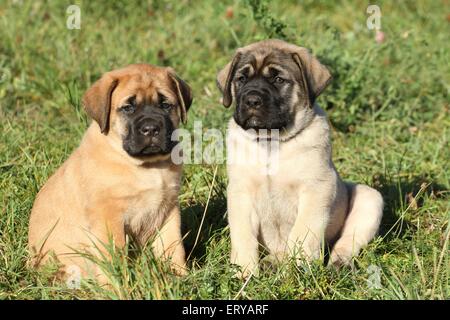 Chiots Mastiff anglais ancien Banque D'Images