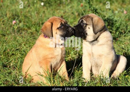 Chiots Mastiff anglais ancien Banque D'Images