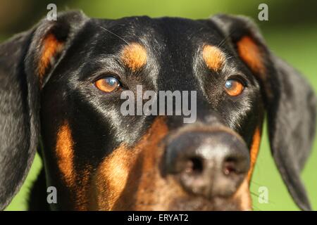 Dobermann yeux Banque D'Images