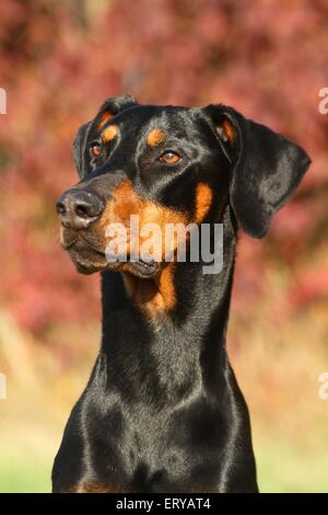 Dobermann Portrait Banque D'Images