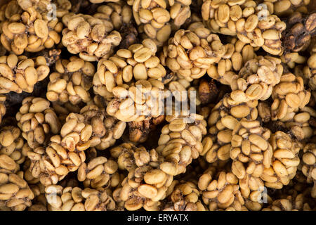 Chat de civette poo digérés contenant les grains de café. Une fois torréfié, le Café - connu sous le nom de Kopi Luwak - lit des prix très élevés Banque D'Images