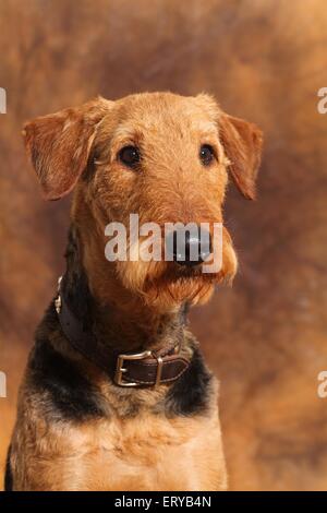 Airedale Terrier Portrait Banque D'Images