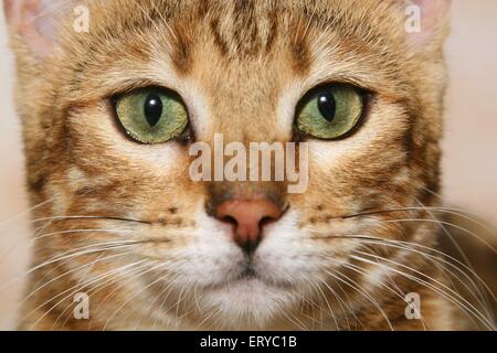 Visage de chat Bengal Banque D'Images