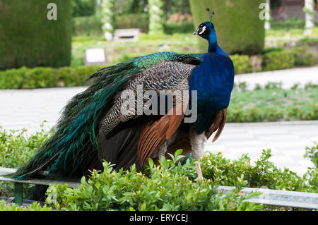 Peacock dans un jardin public. Photo taken in Cecilio Rodriguez Gardens, le parc du Retiro, Madrid, Espagne Banque D'Images