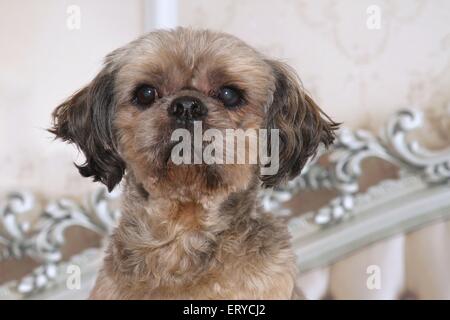 Shih Tzu Portrait Banque D'Images