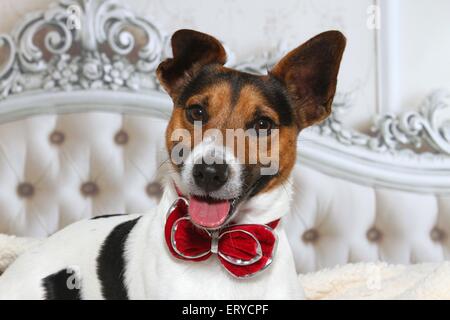 Jack Russell Terrier Portrait Banque D'Images