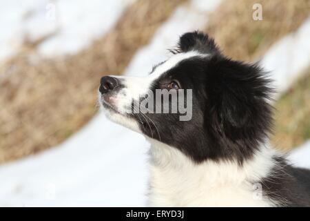 Border Collie Puppy Portrait Banque D'Images