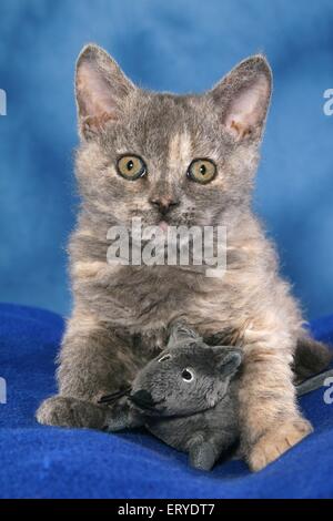Chaton Selkirk Rex Banque D'Images