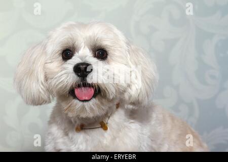 Shih Tzu Portrait Banque D'Images